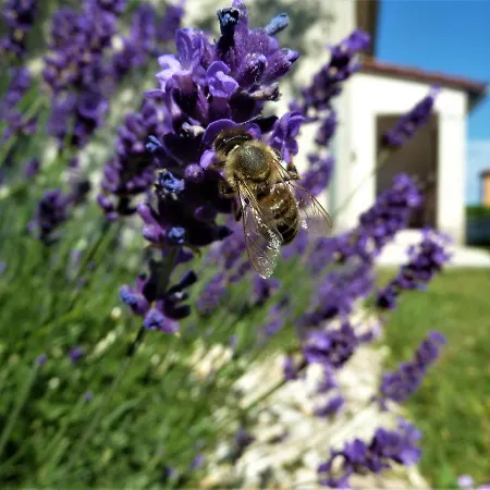 House Meli Holiday home *