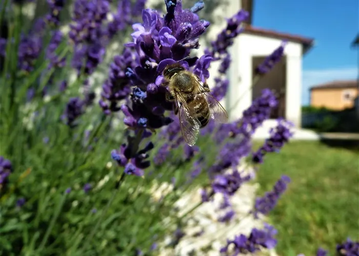 House Meli Feriehus *